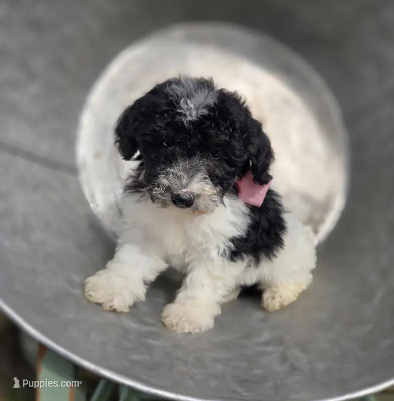 Jolly – Sheepadoodle puppy for sale in Fayette, NY