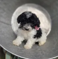 Jolly, a female Sheepadoodle for sale in Fayette, NY – 1 of 4