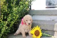 Tanya, a female Poodle - Standard  for sale in Fayette, NY – Photo 3 of 4