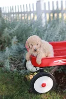 Tanya, a female Poodle - Standard  for sale in Fayette, NY – Photo 2 of 4