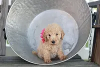 Tanya, a female Poodle - Standard  for sale in Fayette, NY – Photo 1 of 4