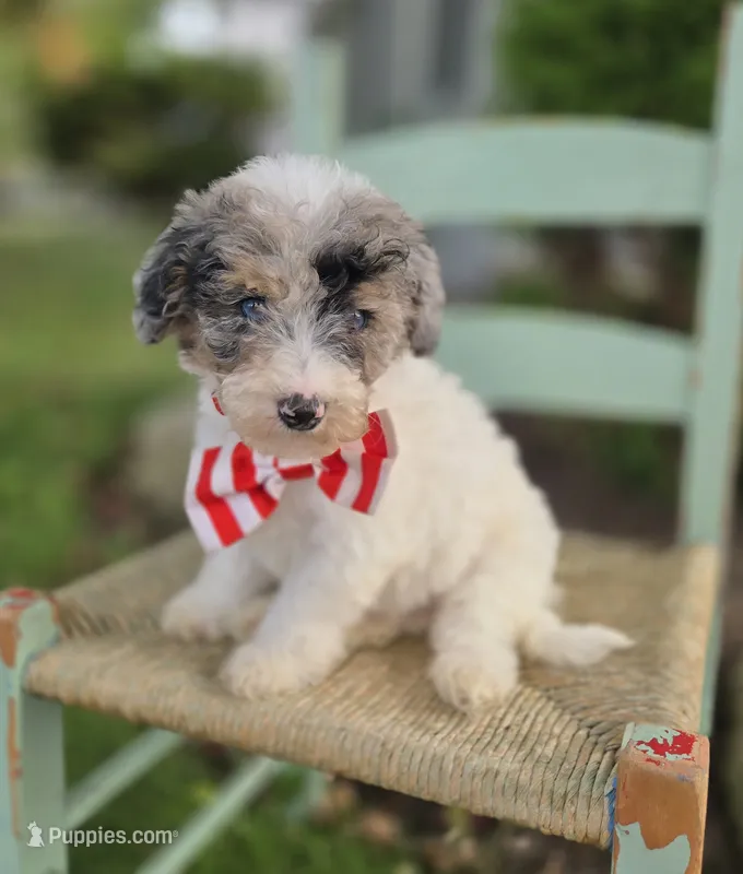 Jake – Sheepadoodle puppy for sale in Fayette, NY