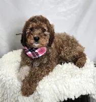 Kassie, a female Bernedoodle for sale in Fayette, NY – Photo 1 of 6