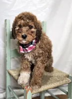 Kassie, a female Bernedoodle for sale in Fayette, NY – Photo 6 of 6