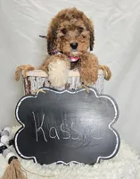 Kassie, a female Bernedoodle for sale in Fayette, NY – Photo 3 of 6