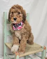 Kassie, a female Bernedoodle for sale in Fayette, NY – Photo 2 of 6