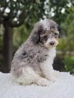 Tucker, a male Sheepadoodle for sale in Fayette, NY – 6 of 6