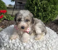 Jess, a female Sheepadoodle for sale in Fayette, NY – 1 of 7