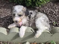 Jess, a female Sheepadoodle for sale in Fayette, NY – 4 of 7