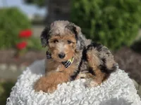 Jasper, a male Sheepadoodle for sale in Fayette, NY – 4 of 6