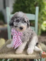 Jill, a female Sheepadoodle for sale in Fayette, NY – 2 of 5