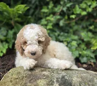 Connor, a male Bernedoodle for sale in Fayette, NY – 2 of 6