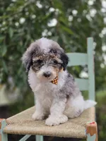 Tucker, a male Sheepadoodle for sale in Fayette, NY – 1 of 6
