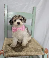 Macie, a male Sheepadoodle for sale in Fayette, NY – Photo 4 of 5