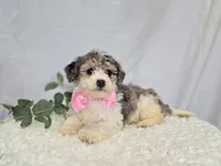 Macie, a male Sheepadoodle for sale in Fayette, NY – Photo 3 of 5