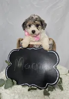 Macie, a male Sheepadoodle for sale in Fayette, NY – Photo 5 of 5
