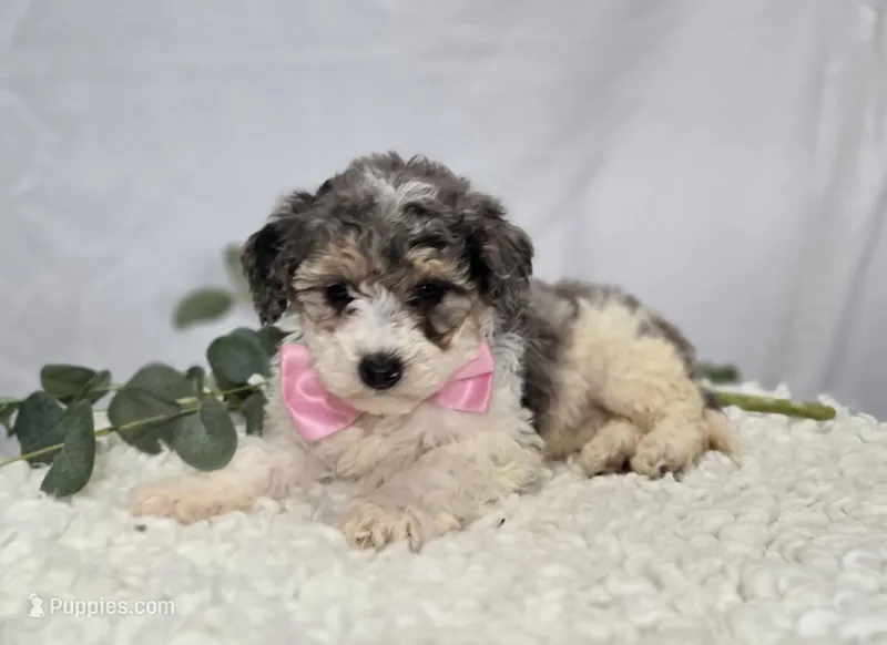 Macie – Sheepadoodle puppy for sale in Fayette, NY