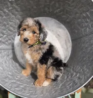 Jasper, a male Sheepadoodle for sale in Fayette, NY – 2 of 6