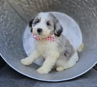 Trish, a female Sheepadoodle for sale in Fayette, NY – 2 of 4