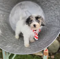 Jake, a male Sheepadoodle for sale in Fayette, NY – 3 of 8