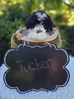 Tucker, a male Sheepadoodle for sale in Fayette, NY – 4 of 5