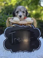 Trevor, a male Sheepadoodle for sale in Fayette, NY – 2 of 4