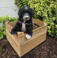 Smiley, a male Sheepadoodle for sale in Fayette, NY – 5 of 9