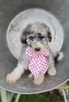 Jill, a female Sheepadoodle for sale in Fayette, NY – 5 of 5