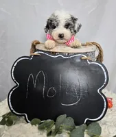 Molly, a male Sheepadoodle for sale in Fayette, NY – Photo 3 of 5