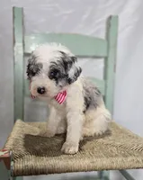 Molly, a male Sheepadoodle for sale in Fayette, NY – Photo 5 of 5