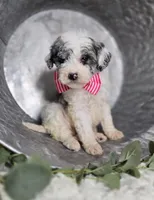 Molly, a male Sheepadoodle for sale in Fayette, NY – Photo 4 of 5