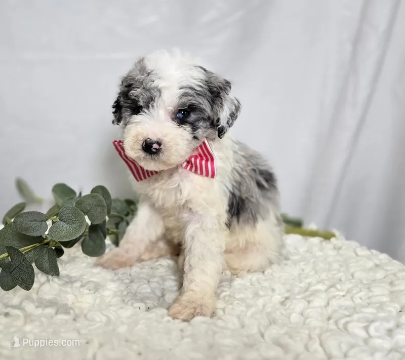 Molly – Sheepadoodle puppy for sale in Fayette, NY
