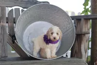 Jazzy, a female Poodle - Standard  for sale in Fayette, NY – Photo 1 of 4