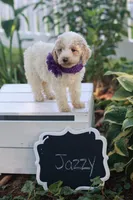 Jazzy, a female Poodle - Standard  for sale in Fayette, NY – Photo 2 of 4