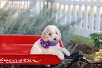 Jazzy, a female Poodle - Standard  for sale in Fayette, NY – Photo 3 of 4