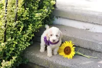 Jazzy, a female Poodle - Standard  for sale in Fayette, NY – Photo 4 of 4