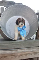 Theo, a male Poodle - Standard  for sale in Fayette, NY – Photo 2 of 5