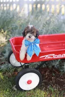 Theo, a male Poodle - Standard  for sale in Fayette, NY – Photo 3 of 5