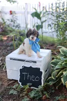 Theo, a male Poodle - Standard  for sale in Fayette, NY – Photo 5 of 5