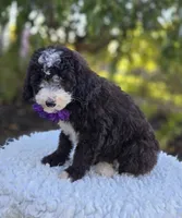 Haley, a female Sheepadoodle for sale in Fayette, NY – 2 of 7