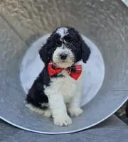 Teddy, a male Sheepadoodle for sale in Fayette, NY – 2 of 4