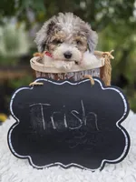 Trish, a female Sheepadoodle for sale in Fayette, NY – 3 of 5