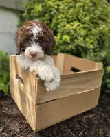 Callie, a female Bernedoodle for sale in Fayette, NY – 4 of 10