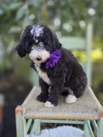 Haley, a female Sheepadoodle for sale in Fayette, NY – 3 of 7