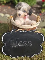 Jess, a female Sheepadoodle for sale in Fayette, NY – 7 of 7
