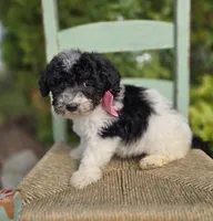 Jolly, a female Sheepadoodle for sale in Fayette, NY – 2 of 4