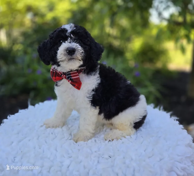 Teddy – Sheepadoodle puppy for sale in Fayette, NY