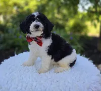 Teddy, a male Sheepadoodle for sale in Fayette, NY – 1 of 4