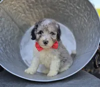 Trevor, a male Sheepadoodle for sale in Fayette, NY – 4 of 4