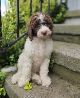 Callie, a female Bernedoodle for sale in Fayette, NY – 3 of 10